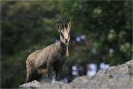 <p>KAMZÍK HORSKÝ (Rupicapra rupicapra) Lužické hory, Studenec ---- /Chamois - Gämse/</p>